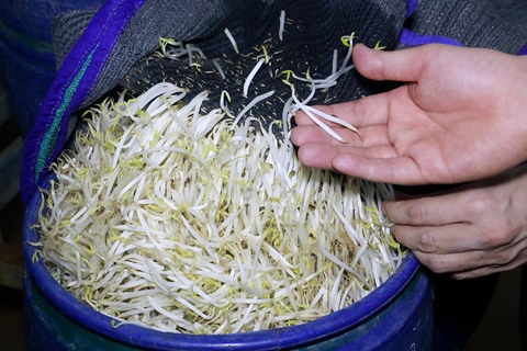 giá đỗ - Ảnh 3.