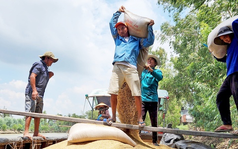 Giá vật tư tăng, nông dân ĐBSCL lo lắng bước vào vụ hè thu - Ảnh 1. Giá vật tư tăng, nông dân ĐBSCL lo lắng bước vào vụ hè thu - Ảnh 1.