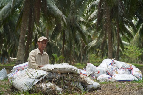 Tỉnh Vĩnh Long mới sẽ có hơn 120.000 ha dừa, Viện Dừa ĐBSCL ra đời - Ảnh 1.