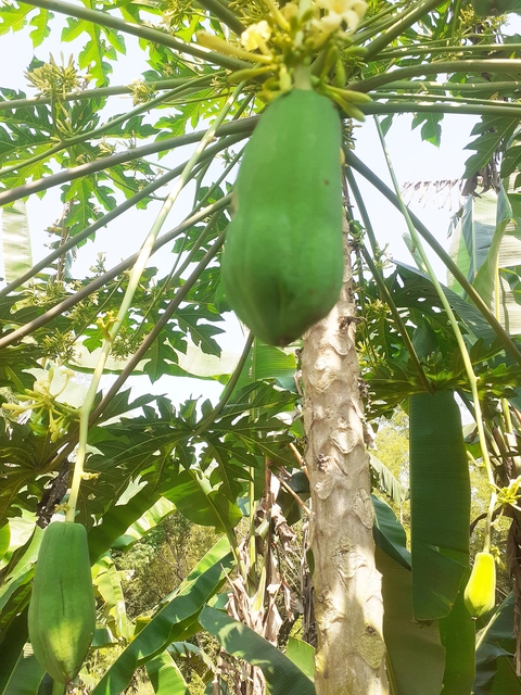 đu đủ đực - Ảnh 2.