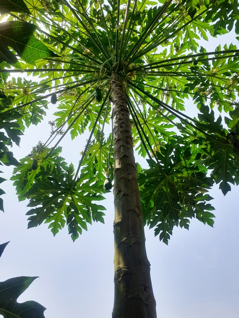 Đu đủ đực ra 6 trái ở Quảng Nam, nhiều người nói cây đột biến, lưỡng tính - Ảnh 4.