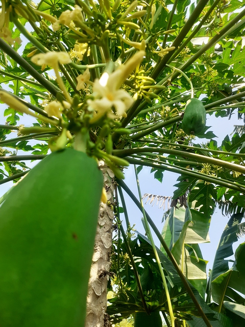 đu đủ đực - Ảnh 5.