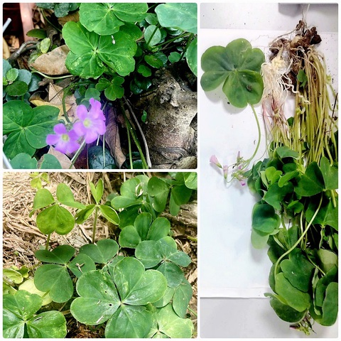 Suy thận cấp sau khi uống nước cây me đất chữa tiểu đường, sỏi thật - Ảnh 1. me đất - Ảnh 1.