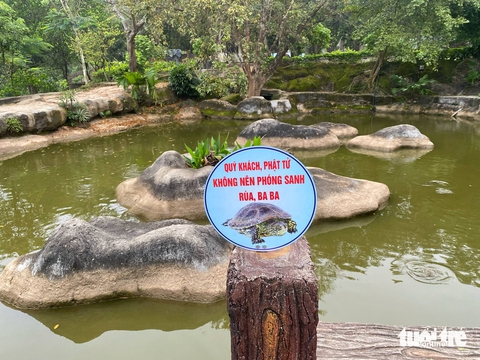 phóng sanh rùa - Ảnh 1.
