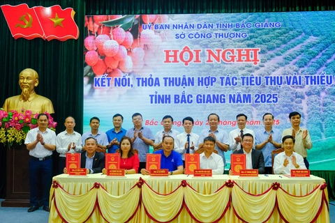 Vải thiều Bắc Giang có tỉ lệ đậu quả 'khủng', sản lượng ước trên 165.000 tấn - Ảnh 3. vải thiều - Ảnh 3.
