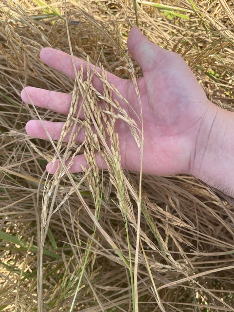 Vụ lúa chết gần cao tốc Cần Thơ - Cà Mau: Thiệt hại gần 1 tỉ đồng - Ảnh 3.