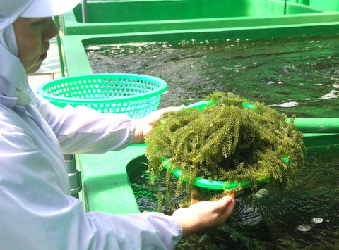 Sáp nhập Khánh Hòa - Ninh Thuận: Nông nghiệp vươn tầm, rộng mở cơ hội - Ảnh 2. sáp nhập - Ảnh 2.