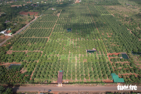 sầu riêng - Ảnh 1.