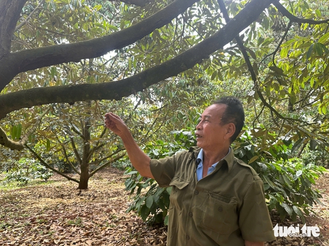 sầu riêng - Ảnh 2.