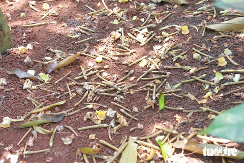sầu riêng - Ảnh 3.