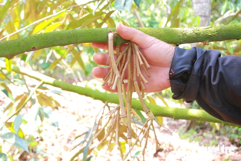 sầu riêng - Ảnh 4.