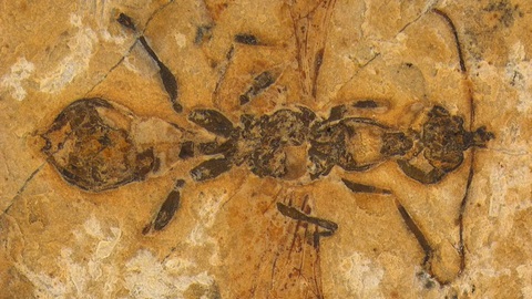kiến - Ảnh 1.
