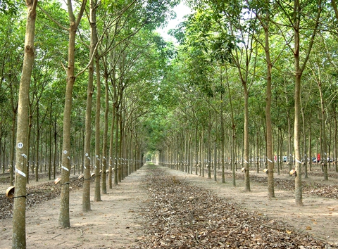 Tập đoàn Công nghiệp Cao su Việt Nam - Ảnh 2.