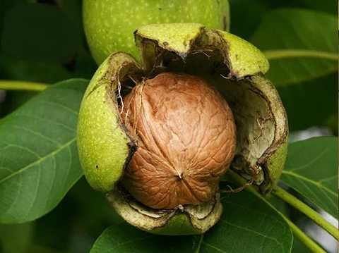 óc chó - Ảnh 1.