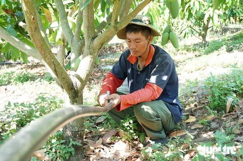 Nông dân phòng hạn từ sớm, giảm thiểu thiệt hại - Ảnh 4.