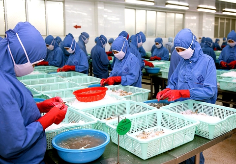 Xuất khẩu tôm tăng cao, doanh nghiệp tất bật đơn hàng - Ảnh 1.