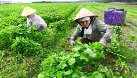 phân bón hữu cơ - Ảnh 1.
