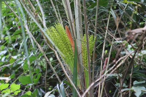 chà là biển - Ảnh 5.