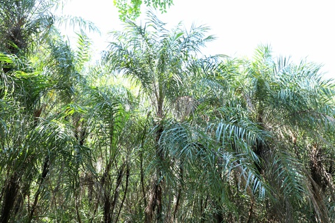 chà là biển - Ảnh 6.