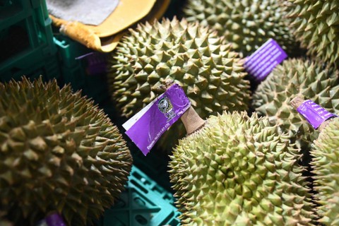 sầu riêng - Ảnh 1.