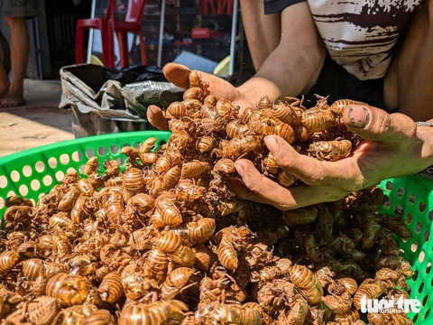 ve sầu - Ảnh 1.