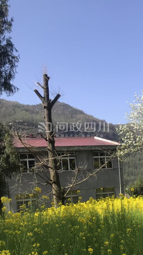 Chặt trụi cổ thụ 250 năm vì cho là che mất ánh sáng tự nhiên - Ảnh 2. Chặt trụi cổ thụ 250 năm vì cho là che mất ánh sáng tự nhiên - Ảnh 2.