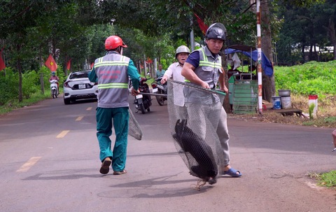 chó thả rông - Ảnh 1.
