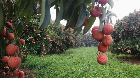 Menas - Ảnh 3.