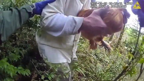 Bị bắt vì ăn trộm gà của bạn gái cũ - Ảnh 2.