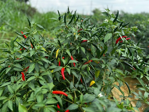 giá ớt - Ảnh 5.