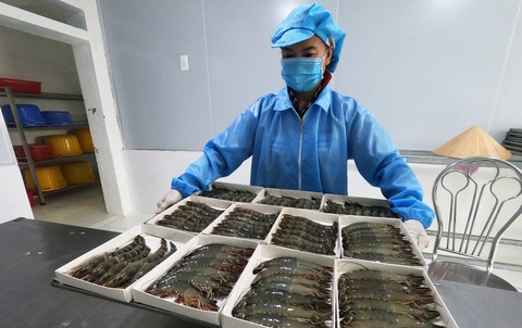 Cà Mau không để đứt gãy chuỗi sản xuất tôm khi Mỹ áp thuế đối ứng 46% - Ảnh 1.