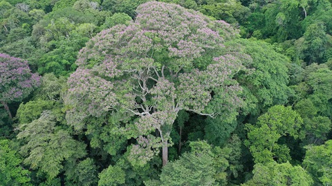 sét - Ảnh 1.
