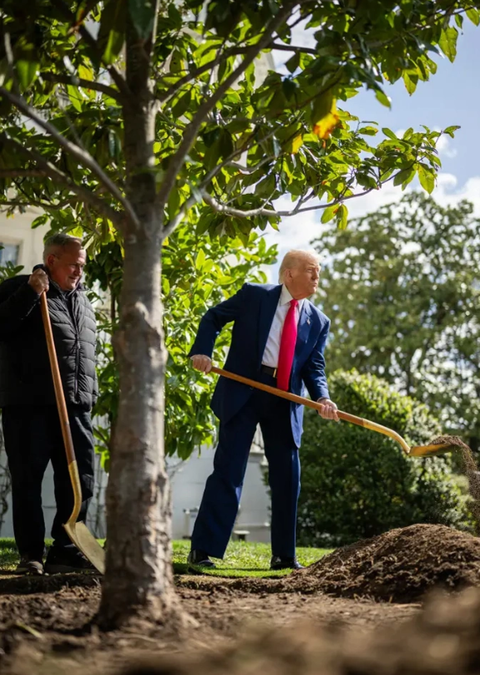 Ông Trump trồng cây tại Nhà Trắng giữa lúc thế giới chao đảo vì thuế quan - Ảnh 1.