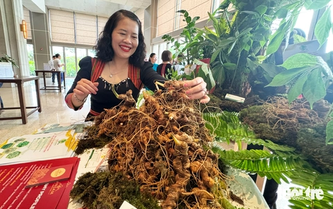 sâm Ngọc Linh - Ảnh 3.