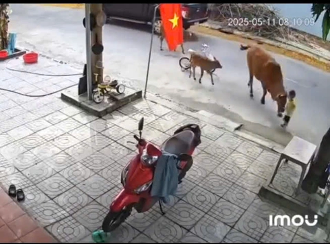 bò thả rông - Ảnh 2.