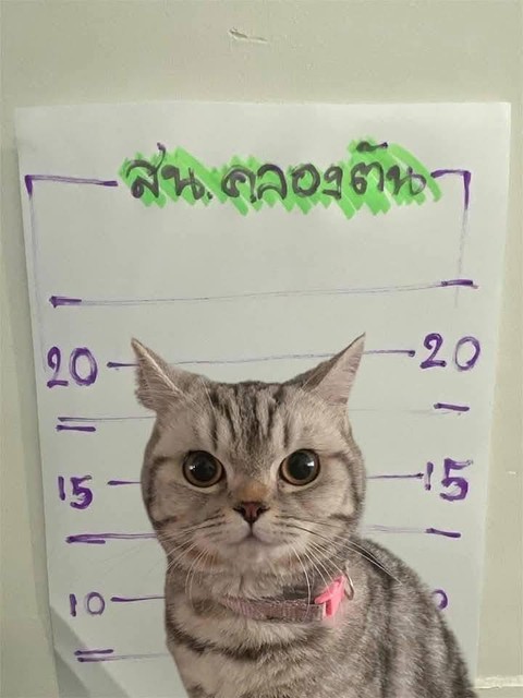 chú mèo - Ảnh 2.