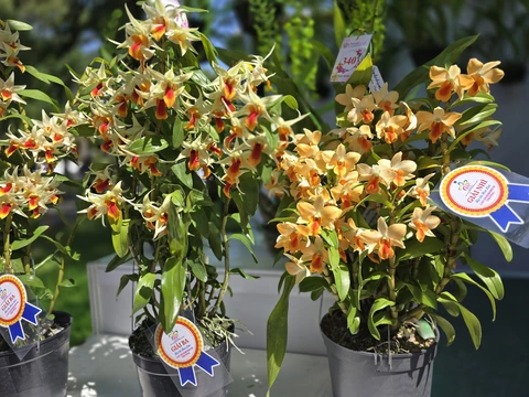 Muôn sắc hoa lan tại Festival Hoa Lan TP.HCM - Ảnh 1. Ngắm muôn sắc hoa lan ở Tao Đàn - Ảnh 1.