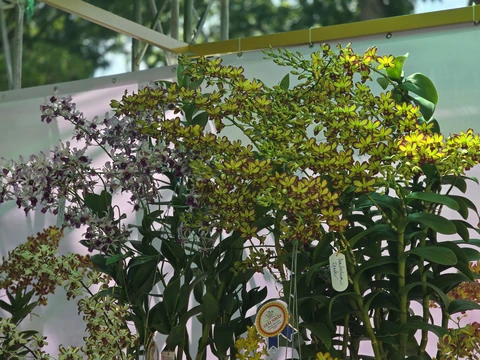 Ngắm muôn sắc hoa lan ở Tao Đàn - Ảnh 5.