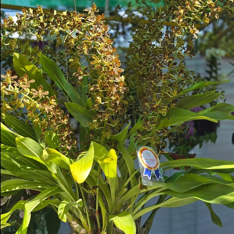 Ngắm muôn sắc hoa lan ở Tao Đàn - Ảnh 8.
