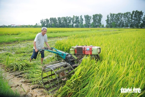 lép hạt - Ảnh 1.