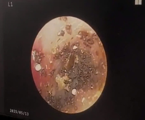 ve chó - Ảnh 1.