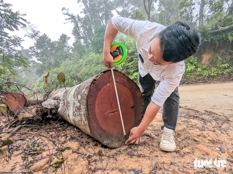 Hàng ngàn cây gỗ 'khủng' bị cưa hạ la liệt để làm dự án mở đường - Ảnh 8.