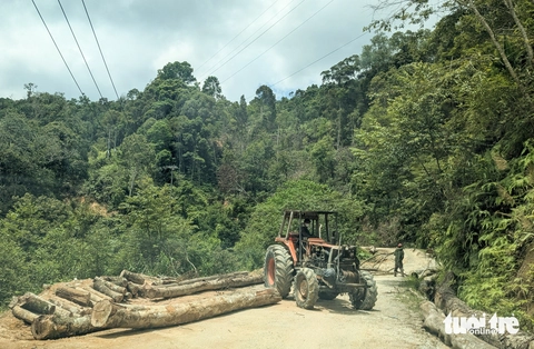 Hàng ngàn cây gỗ 'khủng' bị cưa hạ la liệt để làm dự án mở đường - Ảnh 2.