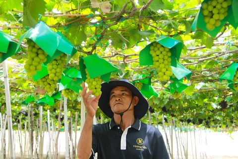 nho mẫu đơn - Ảnh 2.