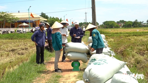 lúa hữu cơ - Ảnh 1.