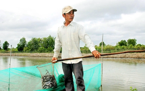 Cá kèo giống tăng giá kỷ lục, lên đến 25 triệu/kg - Ảnh 1.