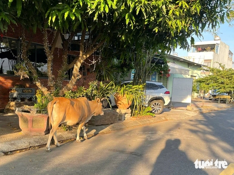 Bò thả rông, đuổi nhau phi băng băng giữa đường ở Đà Nẵng - Ảnh 2.