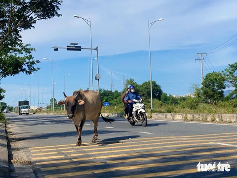 Đà Nẵng - Ảnh 5.