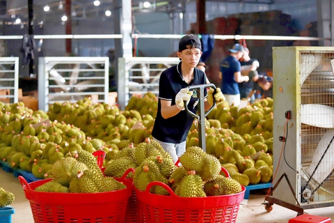 Không để sầu riêng trở thành... 'sầu chung' - Ảnh 1. sầu riêng - Ảnh 1.