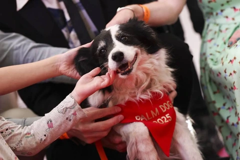 - Ảnh 3. Cannes bước qua ngày cuối cùng với hai phim xuất sắc và giải Palm Dog danh giá - Ảnh 4.